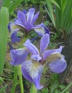 Iris versicolor  