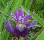 Iris versicolor KERMESINA 